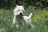 WESTIE 252
